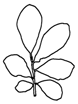 Salix aurita x cinerea (Hybride)